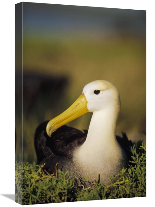 Global Gallery GCS-451362-1624-142 16 x 24 in. Waved Albatross, Ga