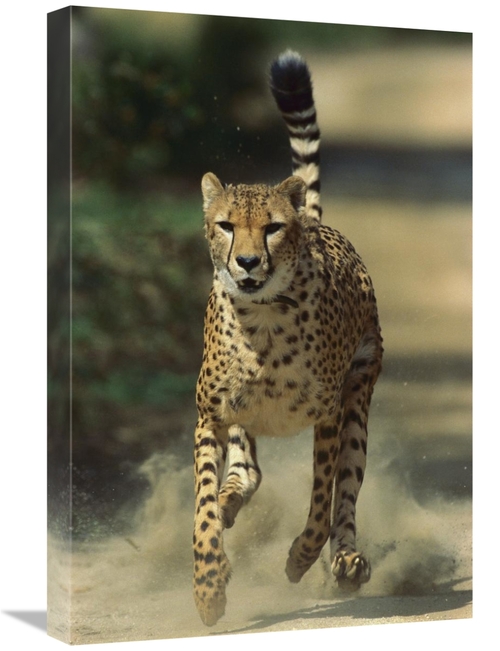 Global Gallery GCS-450845-1624-142 16 x 24 in. Cheetah Running, Na