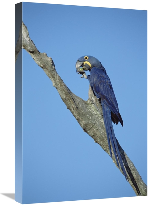 Global Gallery GCS-451468-1624-142 16 x 24 in. Hyacinth Macaw in Tree&