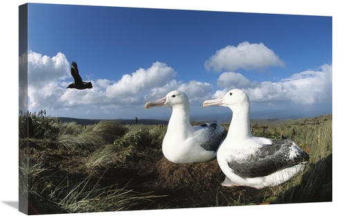 Global Gallery GCS-451606-2030-142 20 x 30 in. Southern Royal Albatros