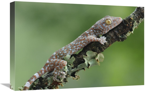 Global Gallery GCS-397546-1624-142 16 x 24 in. Tokay Gecko Juvenile&#4