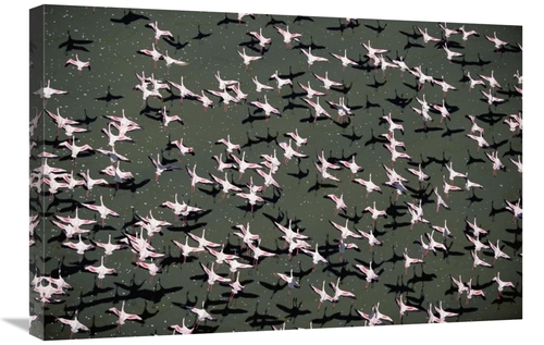 Global Gallery GCS-451979-2030-142 20 x 30 in. Lesser Flamingo Flock F