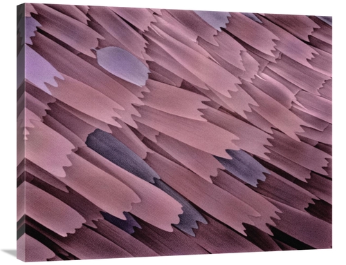 Global Gallery GCS-397623-2835-142 28 x 35 in. Indian Meal Moth Wing D