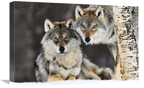 Global Gallery GCS-395681-1624-142 16 x 24 in. Gray Wolf Pair in the S