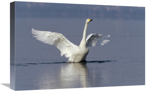 Global Gallery GCS-452288-1624-142 16 x 24 in. Whooper Swan Flapping W