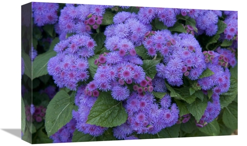 12 x 18 in. Ageratum Ariella Power VIolet Variety Flowers Art Print - 