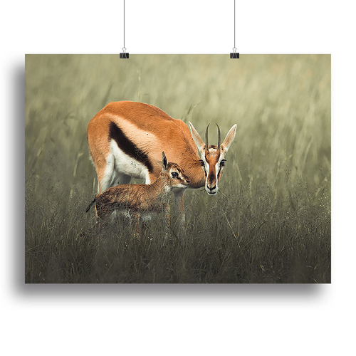 Gazelles Grazing Canvas Print or Poster