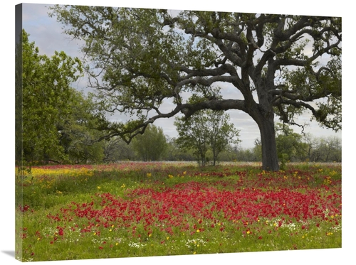 Global Gallery GCS-396164-3040-142 30 x 40 in. Drummonds Phlox Meadow 