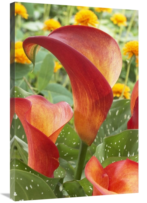 Global Gallery GCS-398394-2436-142 24 x 36 in. Calla Lily Captain Safa