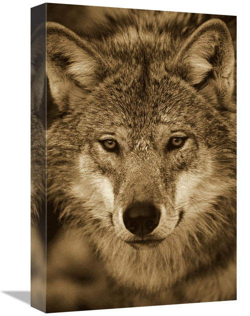 Global Gallery GCS-453696-1218-142 12 x 18 in. European Wolf Portrait&