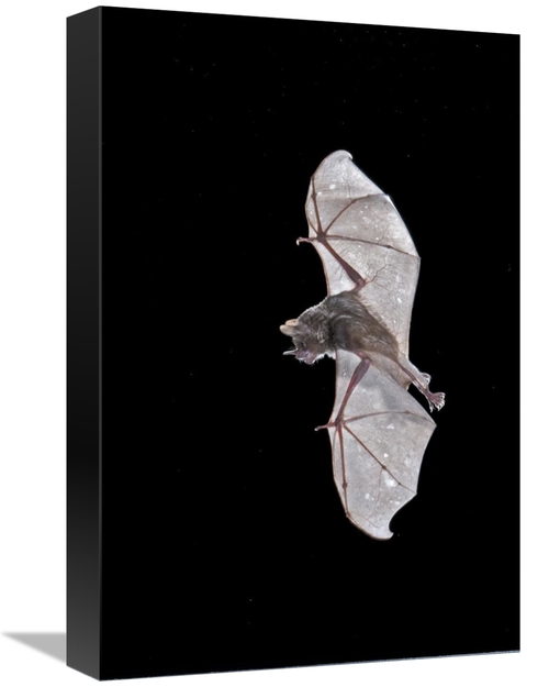 Global Gallery GCS-397314-1218-142 12 x 18 in. Sebas Short-Tailed Bat 