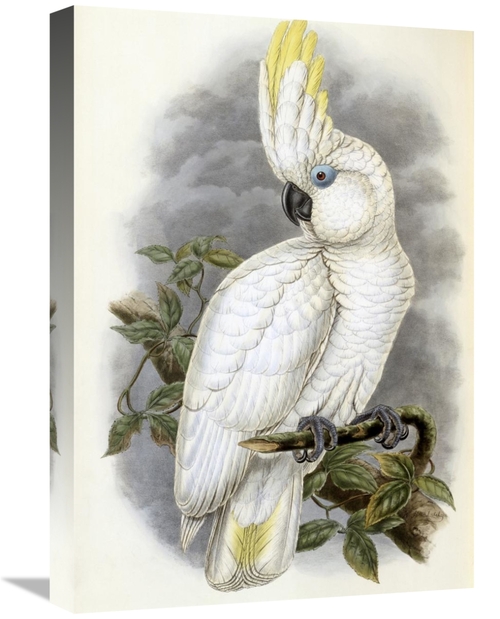 Global Gallery GCS-277742-22-142 22 in. Blue-Eyed Cockatoo Art Print -