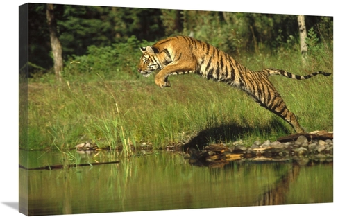 Global Gallery GCS-396151-2030-142 20 x 30 in. Siberian Tiger Leaping 