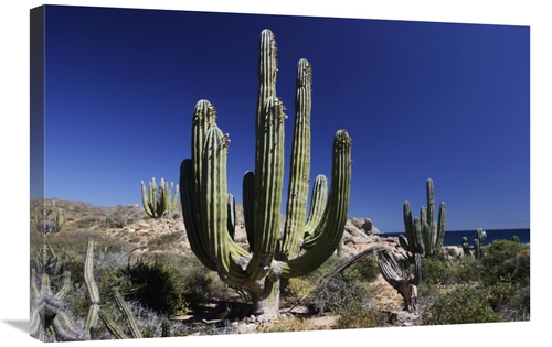 Global Gallery GCS-397719-2030-142 20 x 30 in. Cardon Cacti, Santa