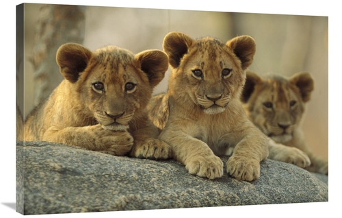 Global Gallery GCS-396866-2436-142 24 x 36 in. African Lion Three Cubs