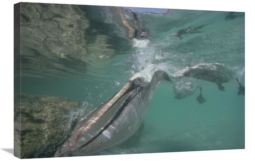 Global Gallery GCS-451054-2030-142 20 x 30 in. Brown Pelican with Pouc