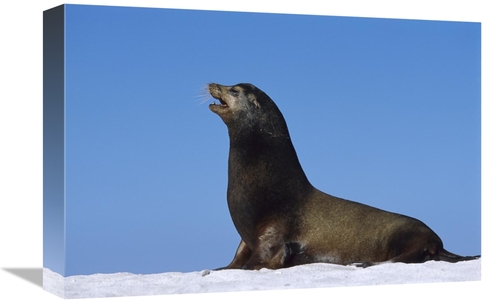 Global Gallery GCS-451837-1218-142 12 x 18 in. Galapagos Sea Lion Male