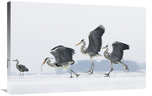 Global Gallery GCS-452605-2436-142 24 x 36 in. Grey Heron Trio Fightin