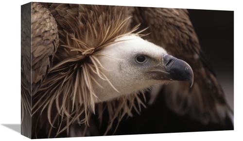 Global Gallery GCS-453589-1218-142 12 x 18 in. Griffon Vulture Adult P