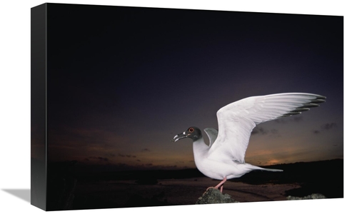 Global Gallery GCS-451521-1218-142 12 x 18 in. Swallow-Tailed Gull Dep