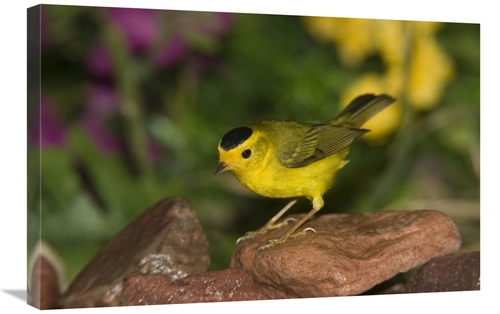 Global Gallery GCS-398302-2030-142 20 x 30 in. Wilsons Warbler Male&#4