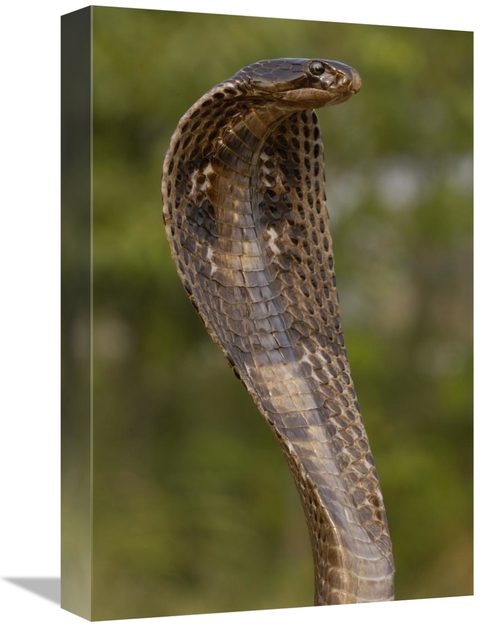 Global Gallery GCS-453066-1218-142 12 x 18 in. Spectacled Cobra with H