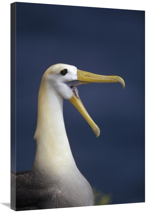 Global Gallery GCS-451408-2436-142 24 x 36 in. Waved Albatross Courtsh