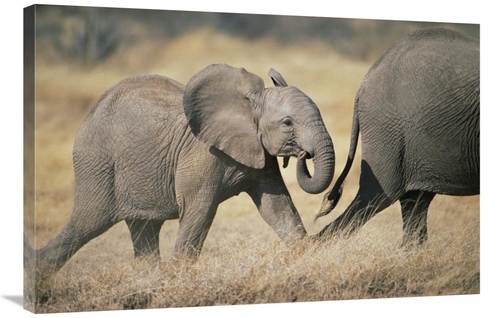 Global Gallery GCS-452789-2436-142 24 x 36 in. African Elephant Baby F