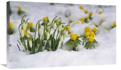 Global Gallery GCS-398474-30-142 30 in. Snowdrops Blooming in Snow,