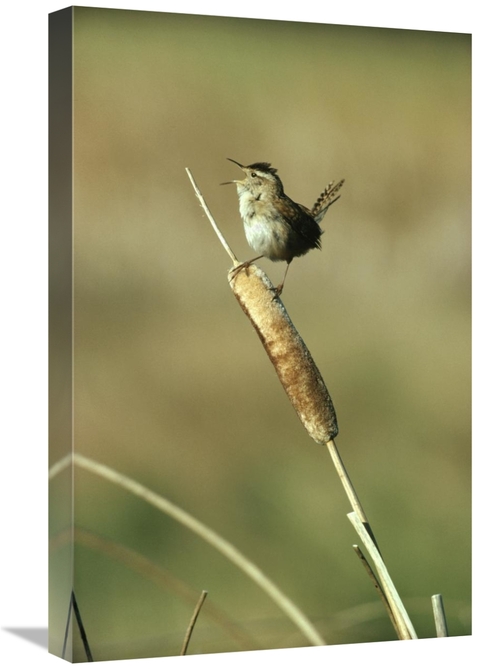 Global Gallery GCS-396802-1624-142 16 x 24 in. Marsh Wren Singing Whil