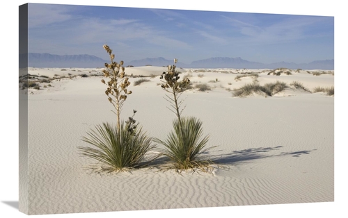 Global Gallery GCS-452612-2030-142 20 x 30 in. Soaptree Yuccas in Gyps