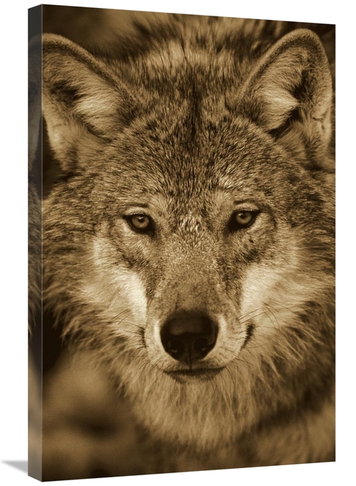 20 x 30 in. European Wolf Portrait, Sweden - Sepia Art Print - Kon