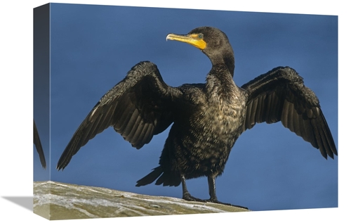 Global Gallery GCS-396469-1216-142 12 x 16 in. Double-Crested Cormoran