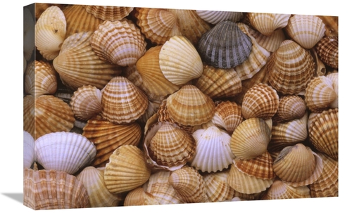 Global Gallery GCS-398209-1624-142 16 x 24 in. Common Cockle Close Up 
