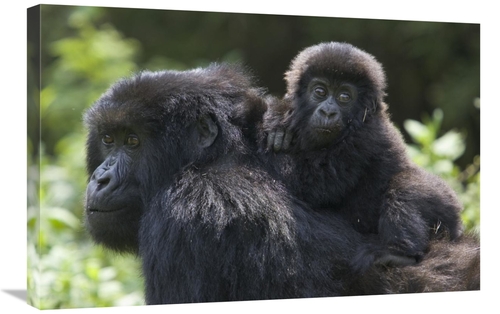 Global Gallery GCS-395797-2030-142 20 x 30 in. Mountain Gorilla Infant