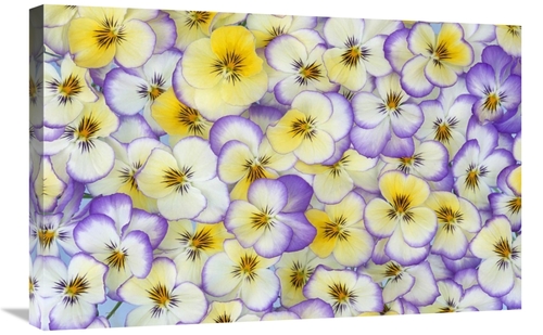 Global Gallery GCS-398293-2030-142 20 x 30 in. Violet Flowers in White