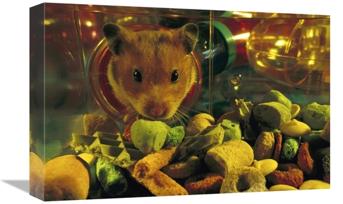 Global Gallery GCS-453380-1218-142 12 x 18 in. Golden Hamster Looking 