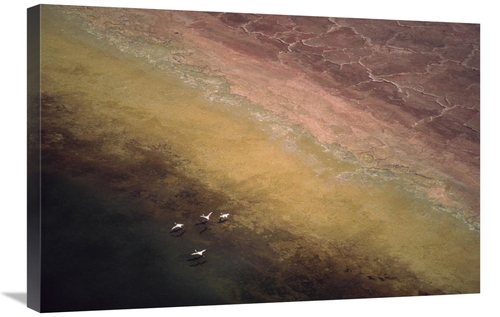 Global Gallery GCS-397071-2030-142 20 x 30 in. Lesser Flamingo Flock o