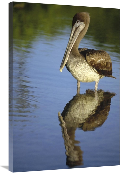 Global Gallery GCS-451303-2436-142 24 x 36 in. Brown Pelican Juvenile&