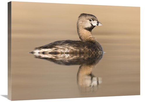 Global Gallery GCS-397419-2432-142 24 x 32 in. Pied-Billed Grebe in Br