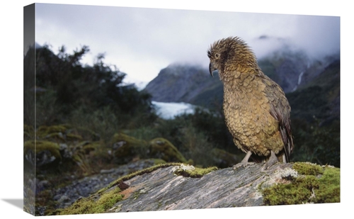 Global Gallery GCS-451500-1624-142 16 x 24 in. Kea Perched on Rock&#44