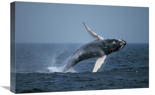 Global Gallery GCS-453571-1624-142 16 x 24 in. Humpback Whale Breachin