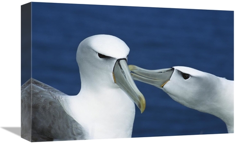 Global Gallery GCS-395651-1218-142 12 x 18 in. White-Capped or Shy Alb