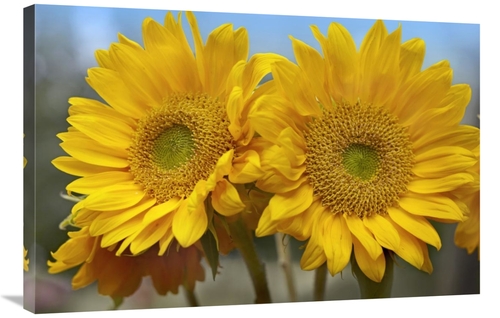 Global Gallery GCS-396118-2436-142 24 x 36 in. Common Sunflower Flower