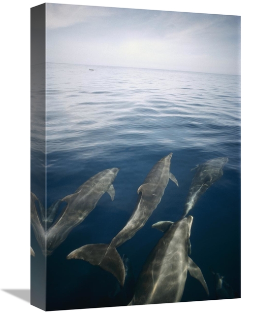 Global Gallery GCS-451100-1218-142 12 x 18 in. Bottlenose Dolphin Pod 