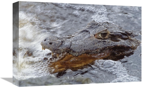 Global Gallery GCS-451490-1218-142 12 x 18 in. Jacare Caiman Fishing w