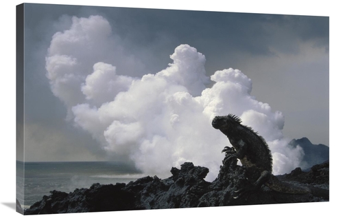 Global Gallery GCS-451199-2436-142 24 x 36 in. Marine Iguana & Steam F