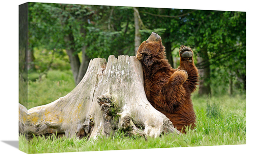 Global Gallery GCS-486580-22-142 22 in. Kodiak Brown Bear Scratching A