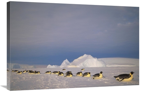 Global Gallery GCS-451120-2436-142 24 x 36 in. Emperor Penguins Tobogg