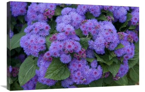 Global Gallery GCS-398400-2436-142 24 x 36 in. Ageratum Ariella Power 
